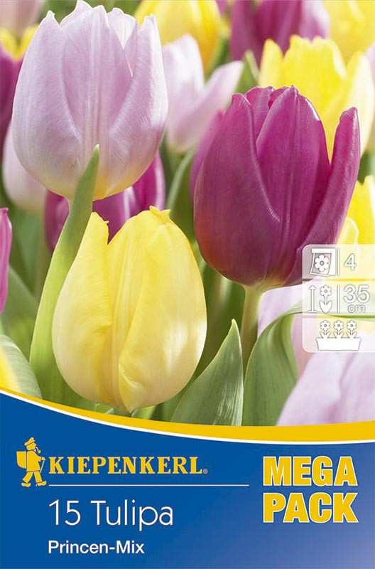 Tulipán cibule, Tulipa Princen, Kiepenkerl, mix barev, 15 ks