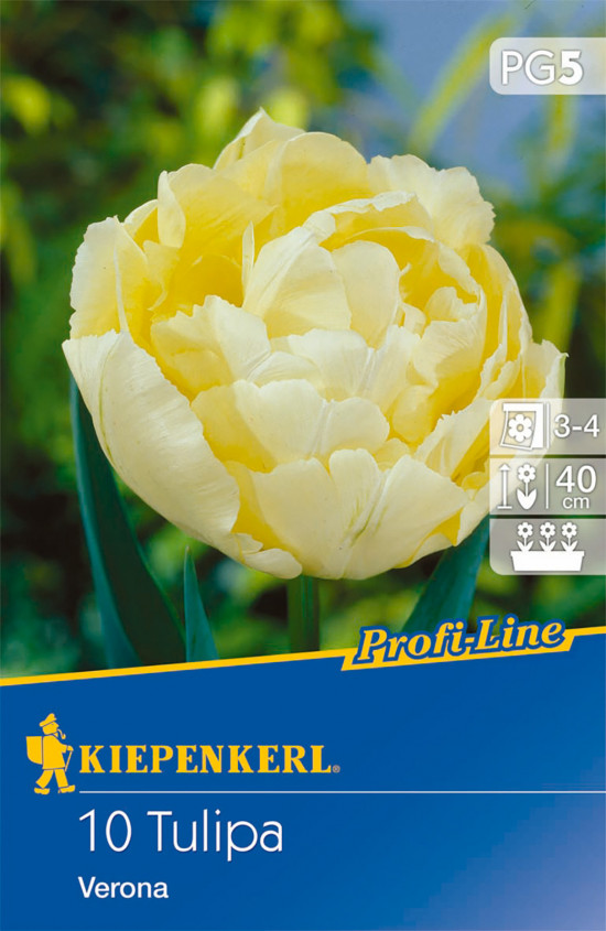 Tulipán cibule, Tulipa Verona, Kiepenkerl, světle žlutý, 10 ks