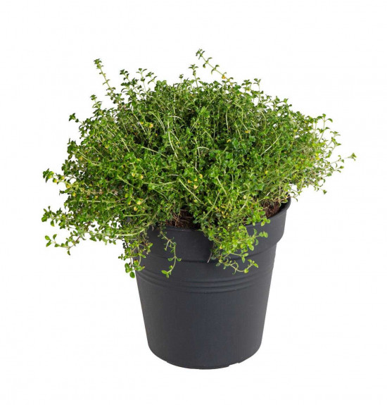 Tymián citronový, Thymus Doone Valley, v květináči