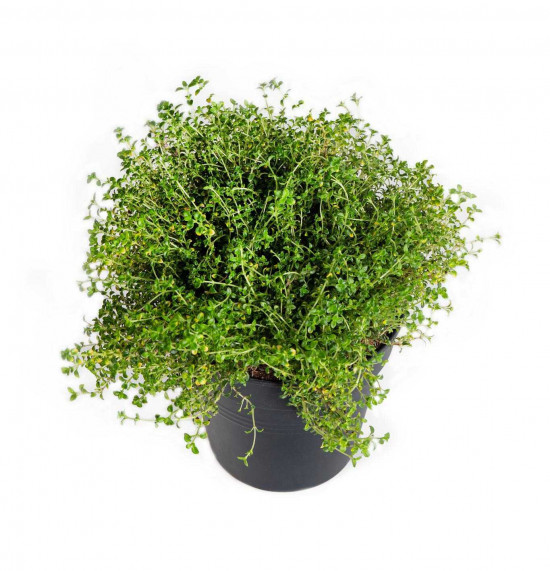 Tymián citronový, Thymus Doone Valley, v květináči-24250