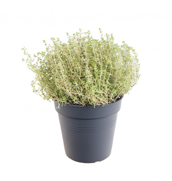 Tymián Silver Queen, Thymus Silver Queen, v květináči