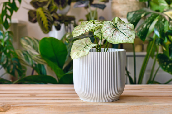 Užovník, Caladium, Helsinky, průměr květináče 12 cm-12423
