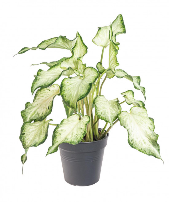 Užovník, Caladium, Helsinky, průměr květináče 12 cm
