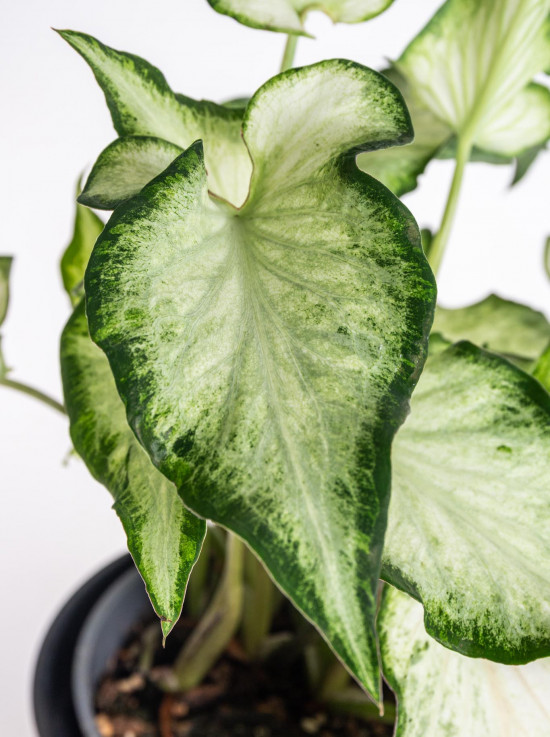 Užovník, Caladium, Helsinky, průměr květináče 12 cm-12556