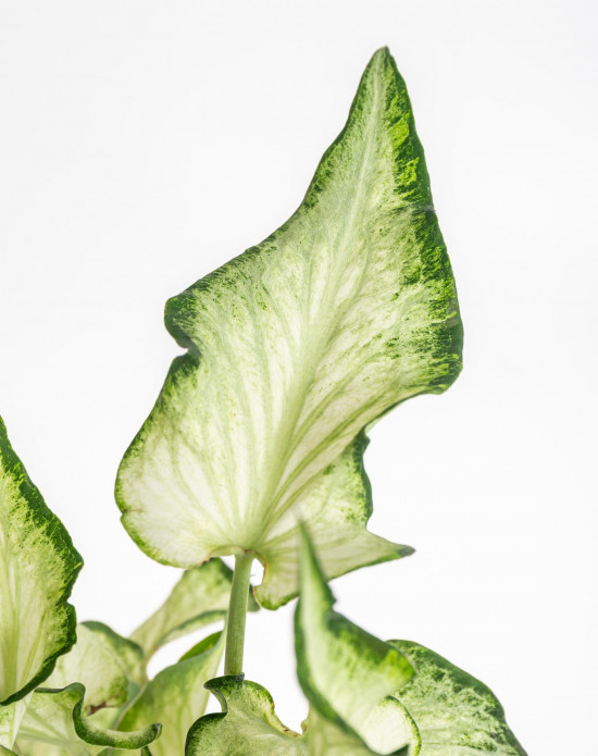Užovník, Caladium, Helsinky, průměr květináče 12 cm-12557