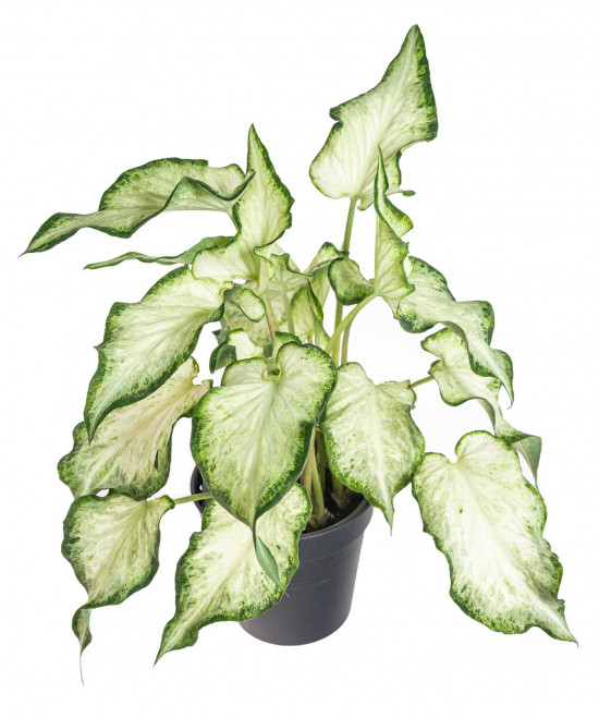 Užovník, Caladium, Helsinky, průměr květináče 12 cm-12558