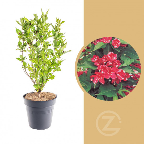 Vajgélie, Weigela Red Prince, velikost kontejneru 2.5 l