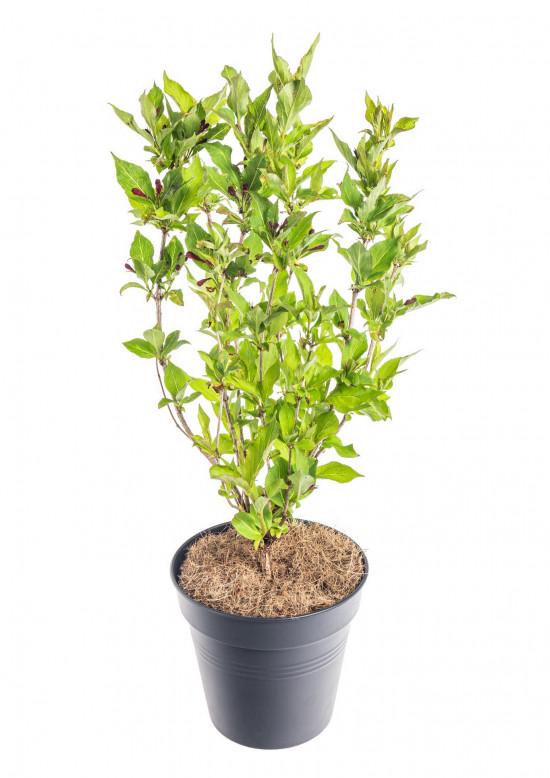 Vajgélie, Weigela Red Prince, velikost kontejneru 2.5 l-10291