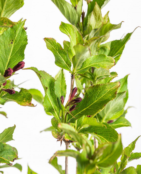 Vajgélie, Weigela Red Prince, velikost kontejneru 2.5 l-10292
