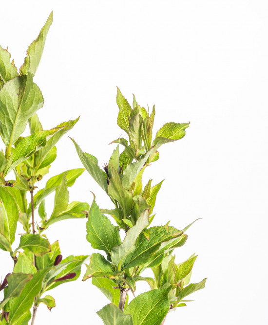 Vajgélie, Weigela Red Prince, velikost kontejneru 2.5 l-10293