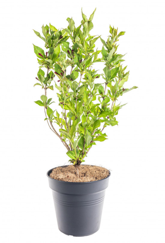 Vajgélie, Weigela Red Prince, velikost kontejneru 2.5 l-10294
