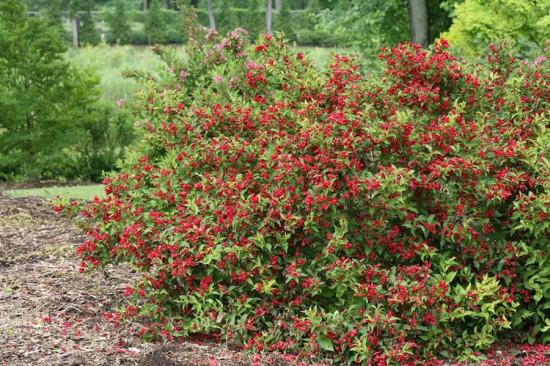 Vajgélie, Weigela Red Prince, velikost kontejneru 2.5 l-10335