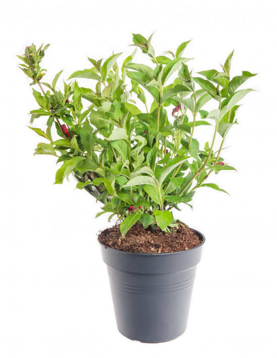 Vajgélie, Weigela Red Prince, velikost kontejneru 5 l-10301