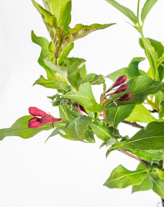 Vajgélie, Weigela Red Prince, velikost kontejneru 5 l-10302