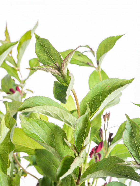 Vajgélie, Weigela Red Prince, velikost kontejneru 5 l-10303