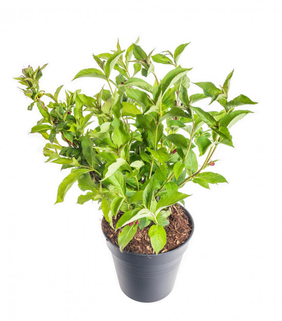 Vajgélie, Weigela Red Prince, velikost kontejneru 5 l-10304