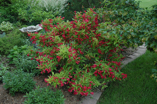 Vajgélie, Weigela Red Prince, velikost kontejneru 5 l-10305