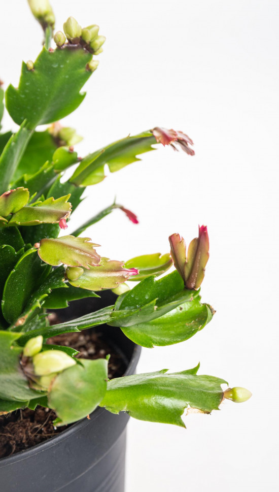 Vánoční kaktus, Schlumbergera, bílý, průměr květináče 13 cm-16546
