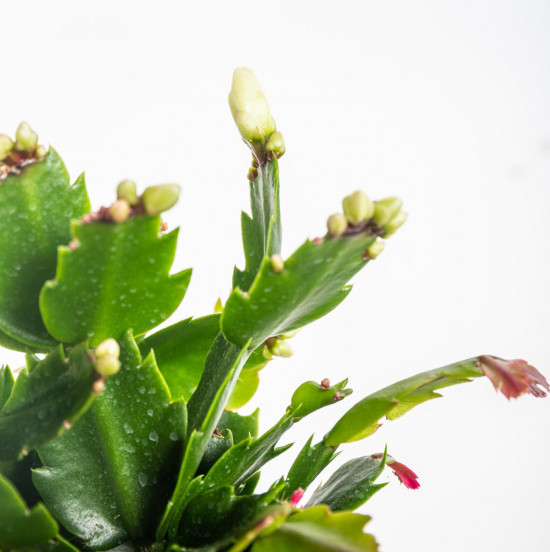 Vánoční kaktus, Schlumbergera, bílý, průměr květináče 13 cm-16547