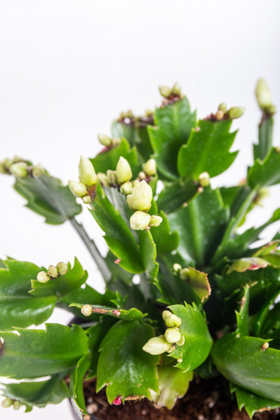 Vánoční kaktus, Schlumbergera, bílý, průměr květináče 13 cm-16548