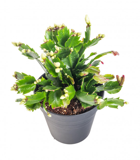 Vánoční kaktus, Schlumbergera, bílý, průměr květináče 13 cm-16549