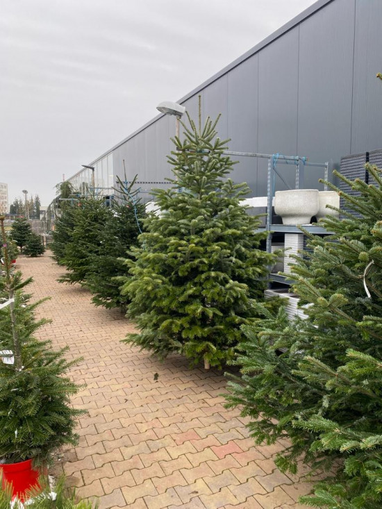 Vánoční stromek, Jedle kavkazská, Abies nordmanniana, vysoká 250 - 300 cm, řezaná-26325