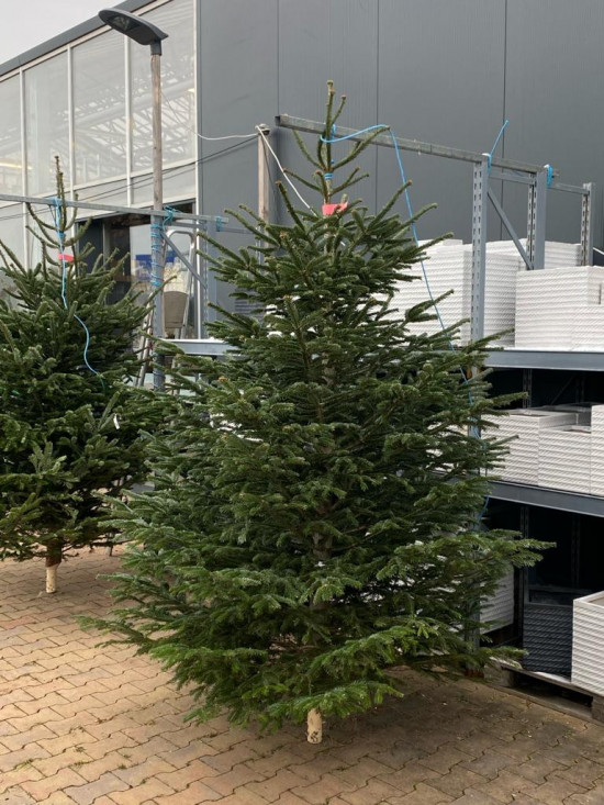 Vánoční stromek, Jedle kavkazská, Abies nordmanniana, vysoká 250 - 300 cm, řezaná-26326