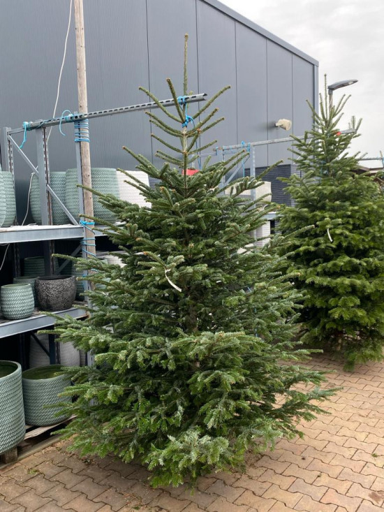 Vánoční stromek, Jedle kavkazská, Abies nordmanniana, vysoká 250 - 300 cm, řezaná-26327