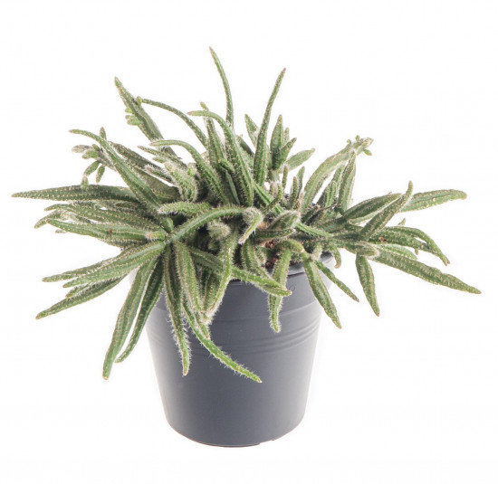 Věšák, Rhipsalis baccifera ssp. horrida, průměr květináče 10 - 12 cm
