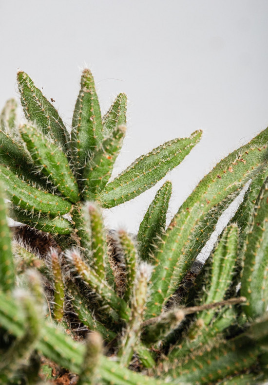 Věšák, Rhipsalis baccifera ssp. horrida, průměr květináče 10 - 12 cm-9325