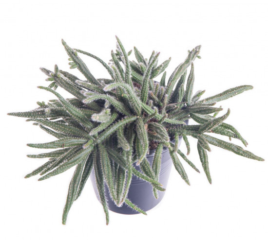 Věšák, Rhipsalis baccifera ssp. horrida, průměr květináče 10 - 12 cm-9326