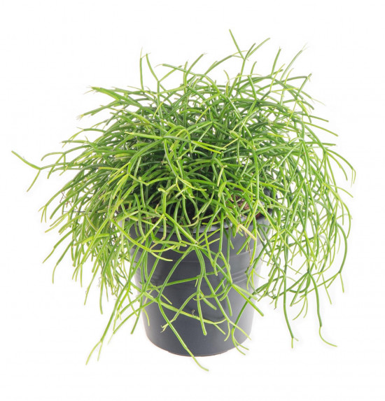 Věšák, Rhipsalis cassutha, průměr květináče 10 - 12 cm