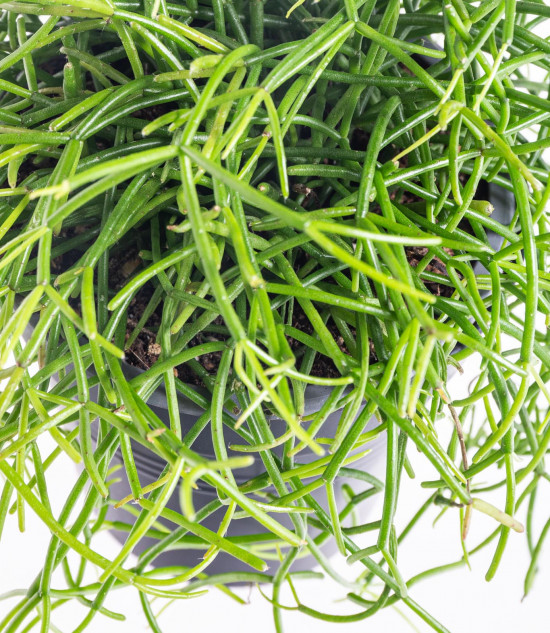 Věšák, Rhipsalis cassutha, průměr květináče 10 - 12 cm-9319