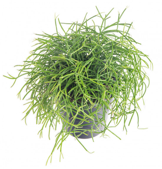 Věšák, Rhipsalis cassutha, průměr květináče 10 - 12 cm-9320