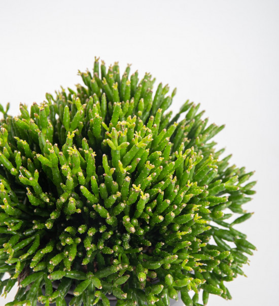 Věšák, Rhipsalis heteroclada, průměr květináče 10 - 12 cm-10465
