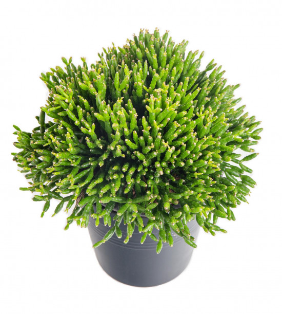 Věšák, Rhipsalis heteroclada, průměr květináče 10 - 12 cm-10466