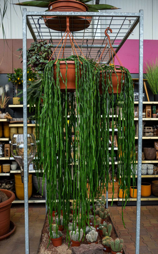Věšák, Rhipsalis paradoxa, závěs, průměr květináče 30 cm-23781