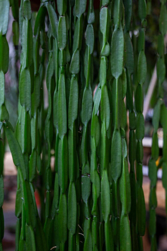 Věšák, Rhipsalis paradoxa, závěs, průměr květináče 30 cm-23783
