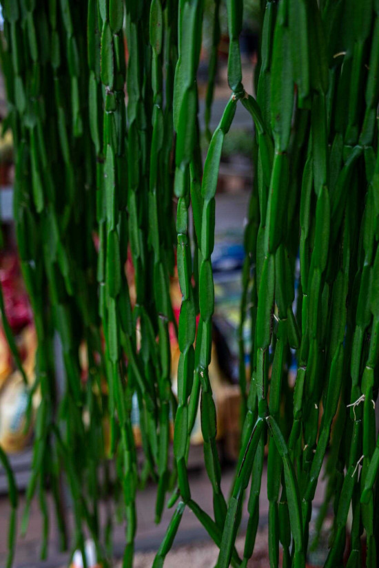 Věšák, Rhipsalis paradoxa, závěs, průměr květináče 30 cm-23784