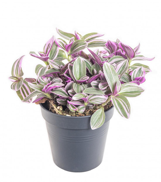 Voděnka Sweetness, Tradescantia Sweetnes, průměr květináče 10 - 12 cm
