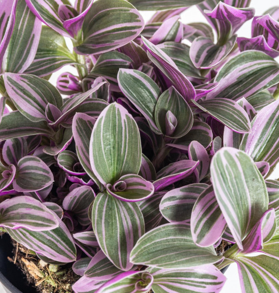 Voděnka Sweetness, Tradescantia Sweetnes, průměr květináče 10 - 12 cm-11784