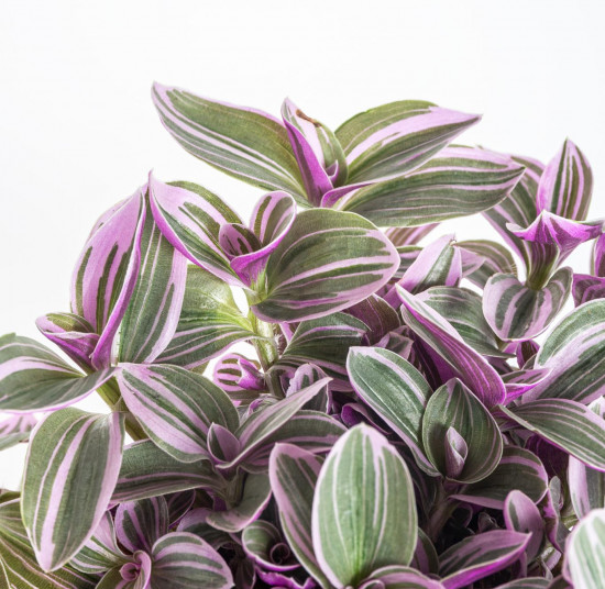 Voděnka Sweetness, Tradescantia Sweetnes, průměr květináče 10 - 12 cm-11785