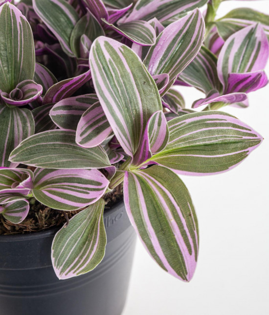 Voděnka Sweetness, Tradescantia Sweetnes, průměr květináče 10 - 12 cm-11786