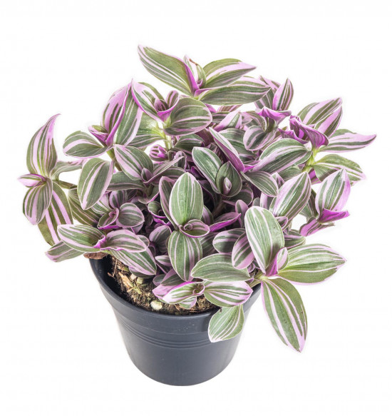 Voděnka Sweetness, Tradescantia Sweetnes, průměr květináče 10 - 12 cm-11787