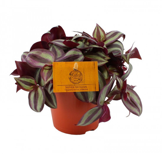 Voděnka třibarevná, Tradescantia zebrina, průměr květináče 10 - 12 cm