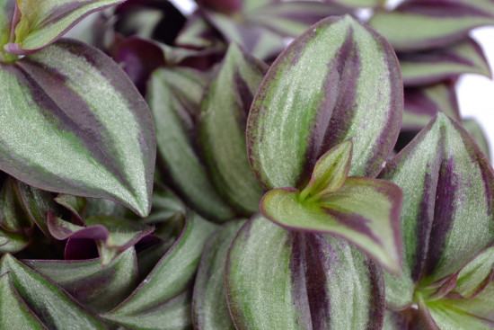 Voděnka třibarevná, Tradescantia zebrina, průměr květináče 10 - 12 cm-3553