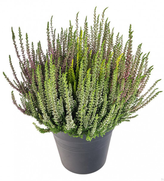 Vřes obecný Beauty Ladies High Five, Calluna vulgaris, průměr květináče 13 cm