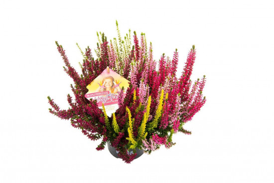 Vřes obecný Beauty Ladies High Five, Calluna vulgaris, průměr květináče 13 cm-3647