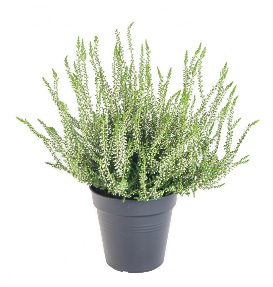 Vřes obecný, Calluna vulgaris, bílý, průměr květináče 10.5 cm