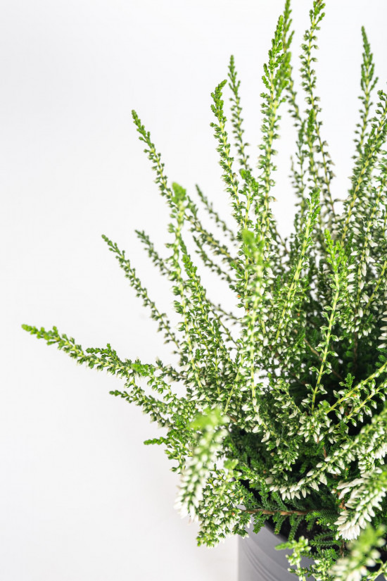 Vřes obecný, Calluna vulgaris, bílý, průměr květináče 10.5 cm-13383